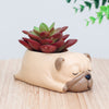 Cartoon Pug Dog Decorative Bonsai Pots